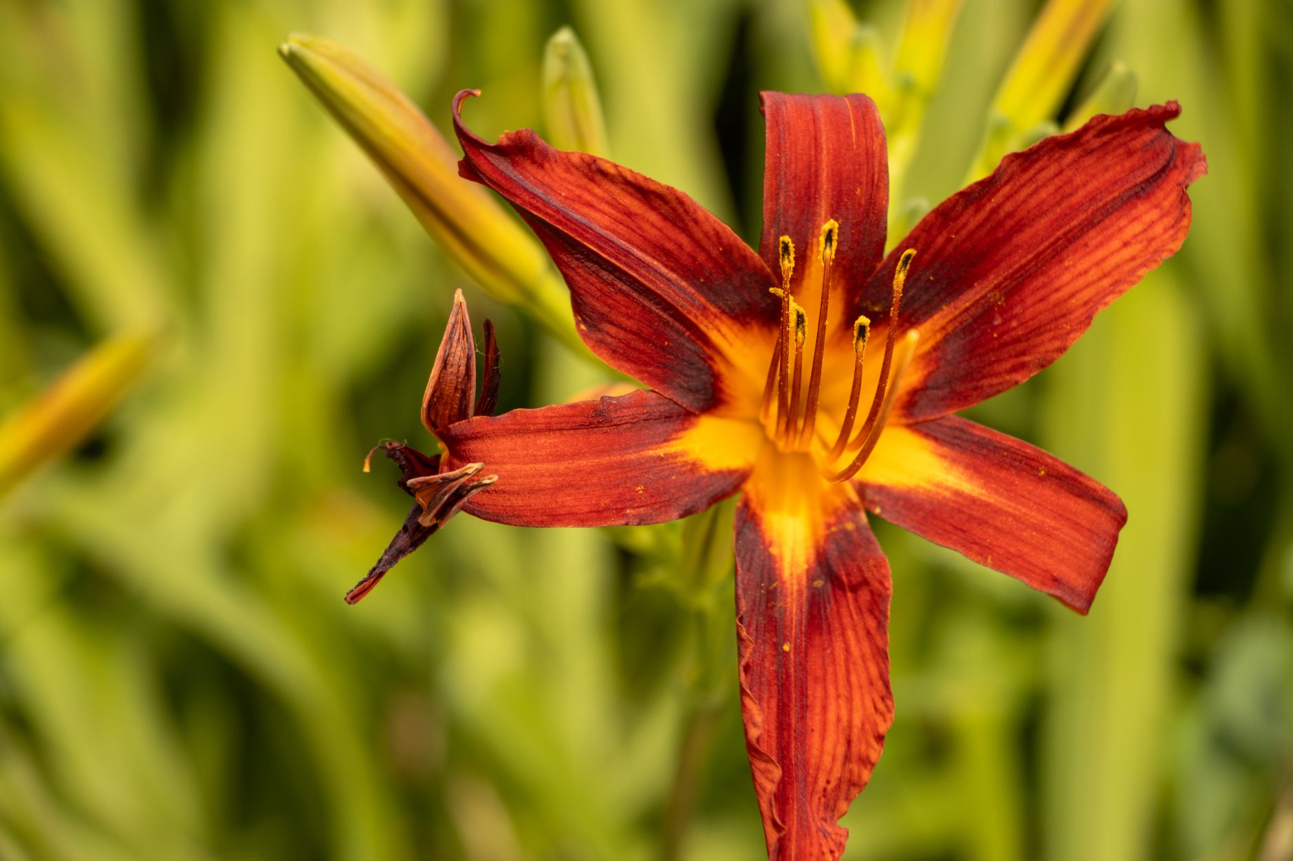 Prediction: Lilly Stock Will Soar on Access Gains by 2026