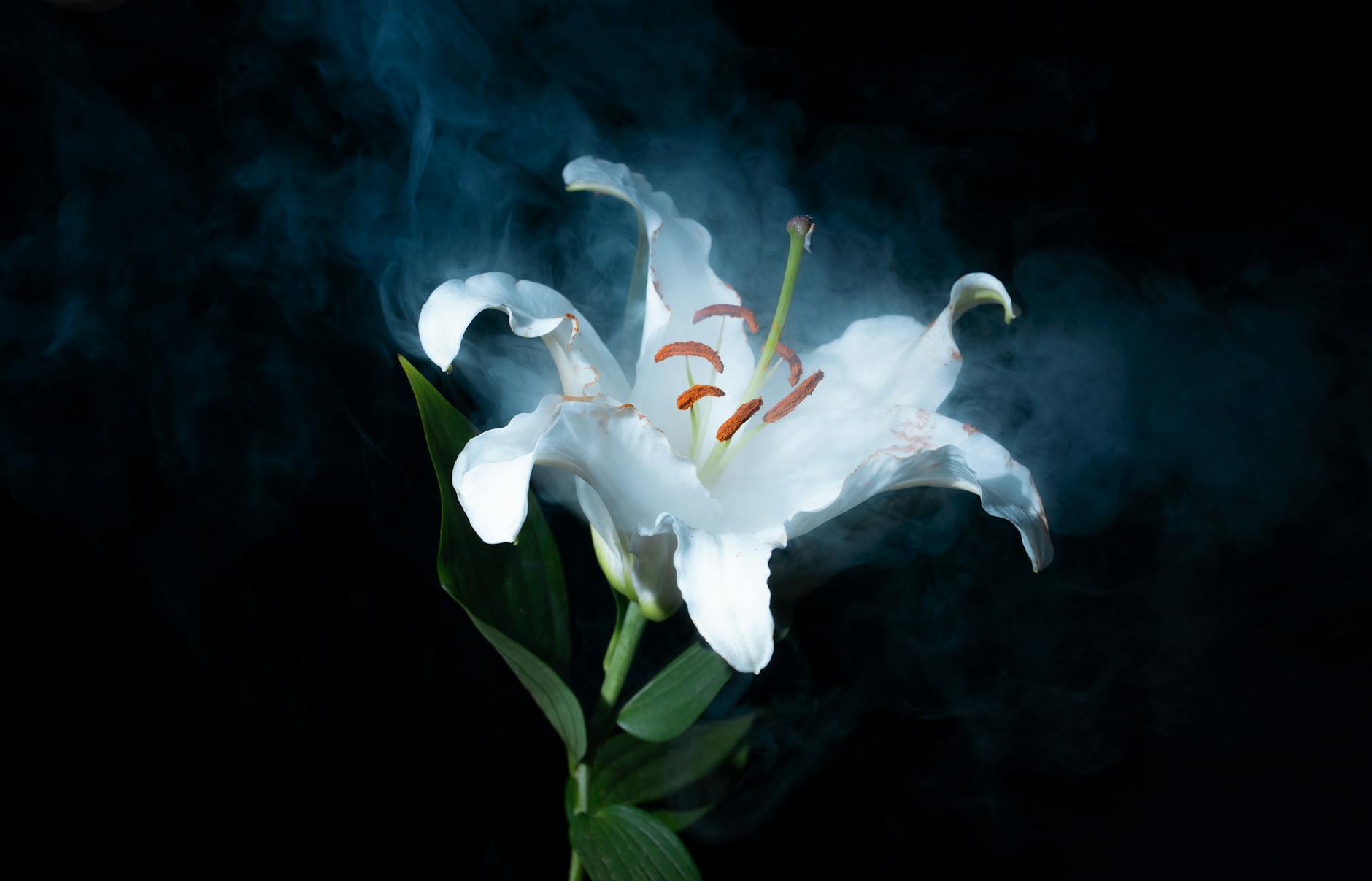 Prediction: Lilly Will Reach $1,200 in 2026 — Investment Thesis