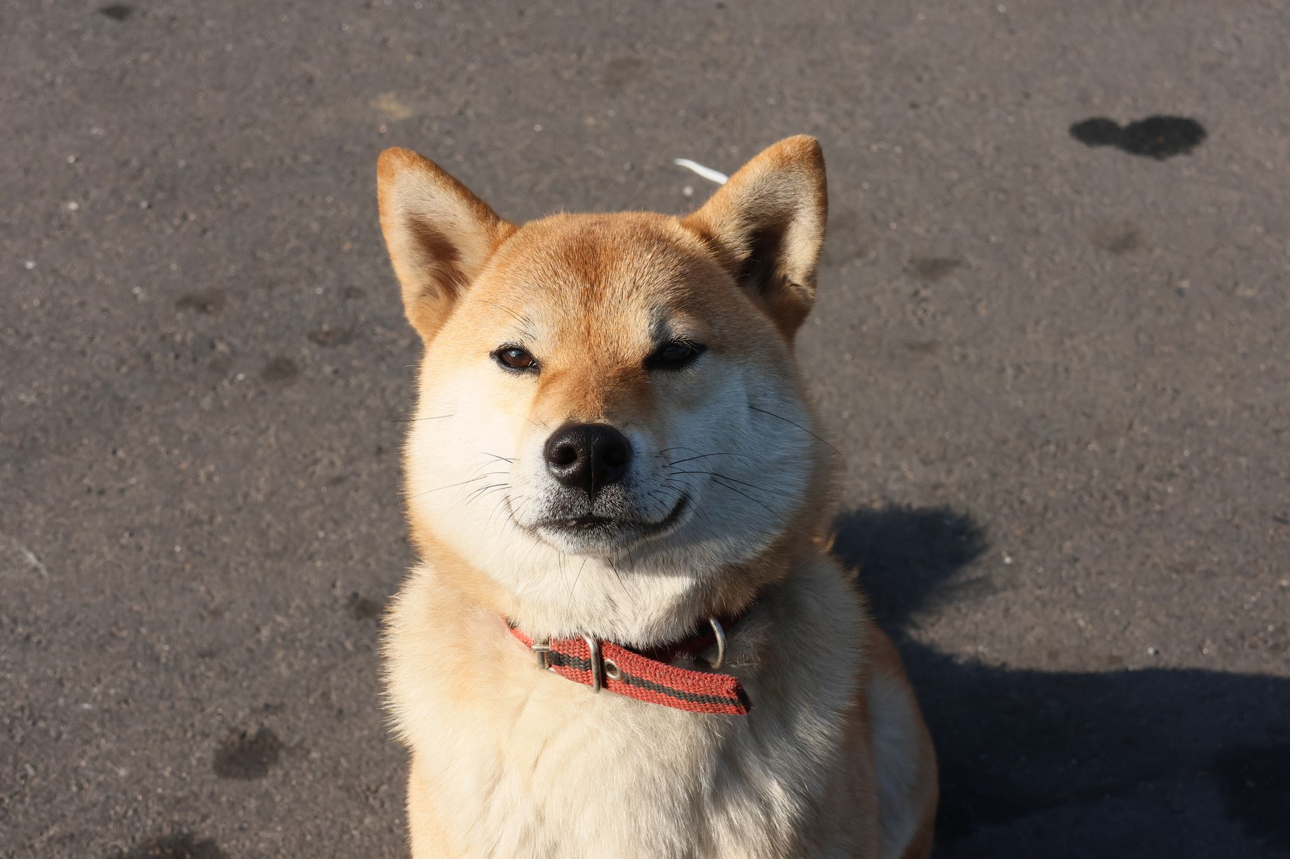 Prediction: Shiba Will Never See Its ATH Again—Here's Why