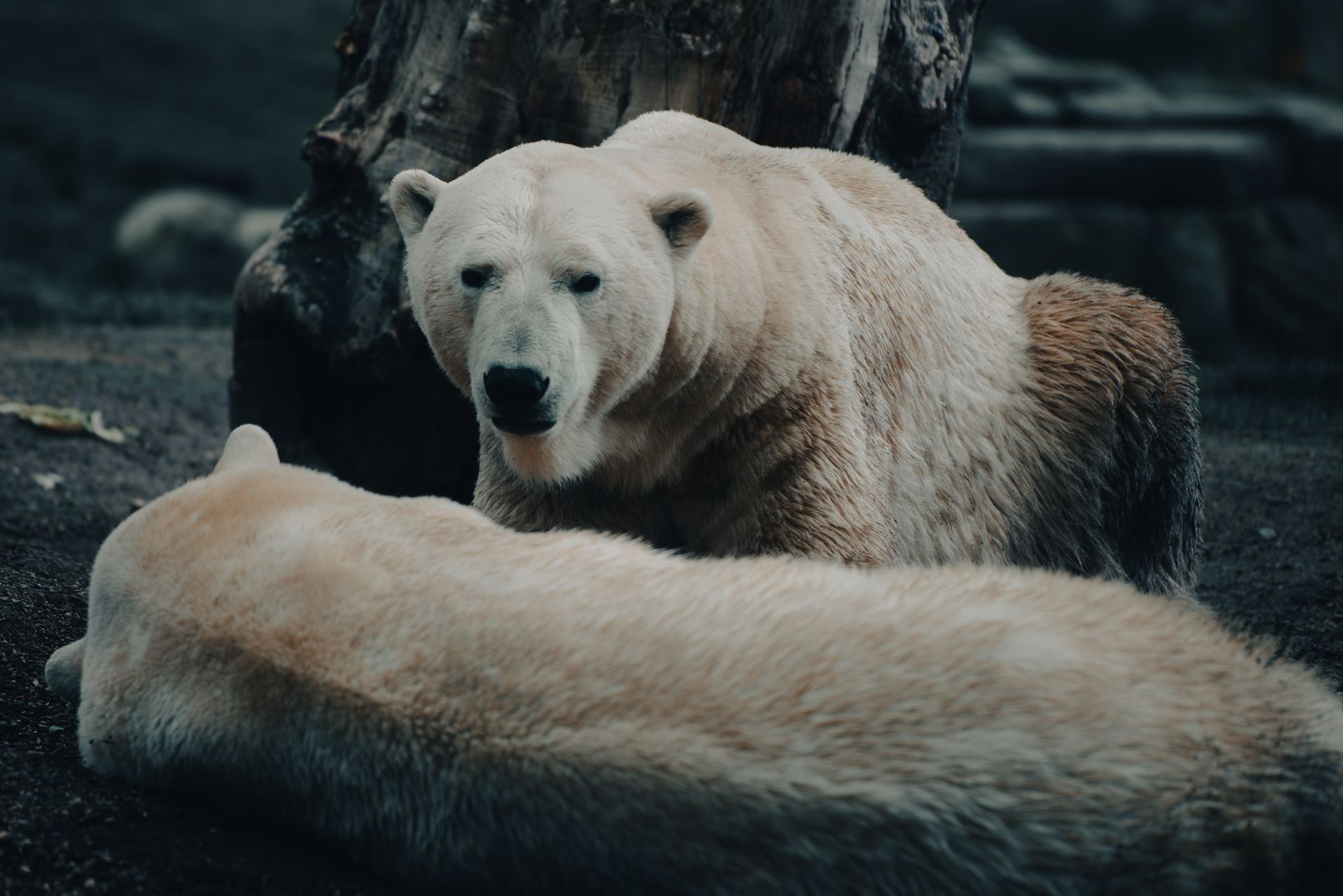 Rethinking Bearish Outlook SoundHound: A Long-Term View
