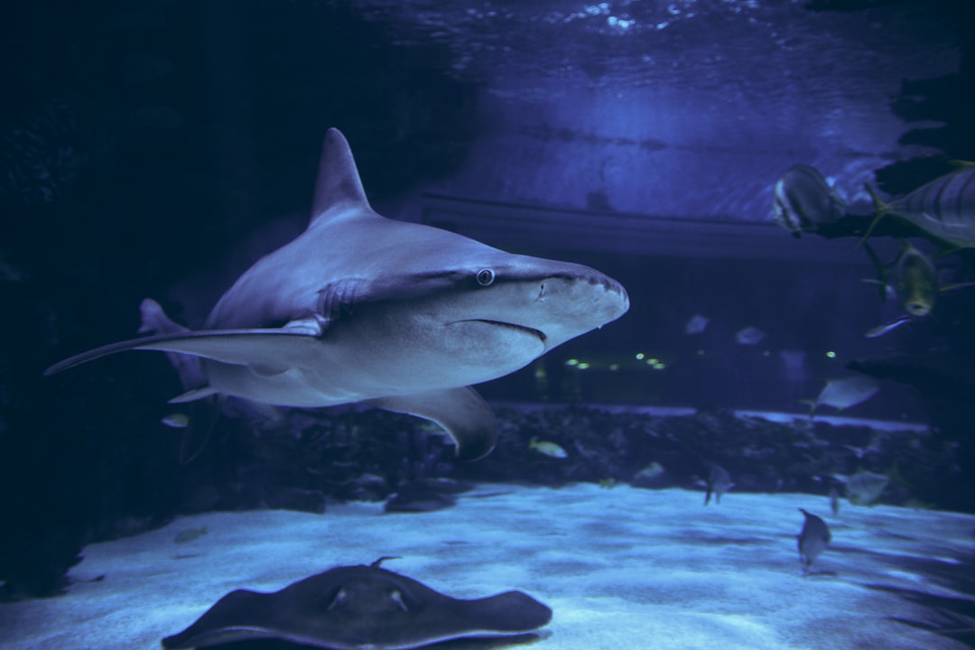 Shark Tank’s Kevin O’Leary Sees AI Boom, Bets on Two Paths