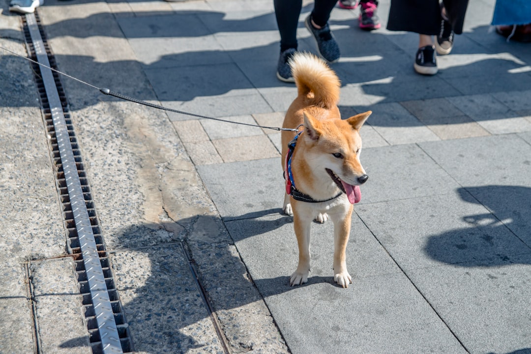 Shiba Really Turn Into a Millionaire? Investing Reality