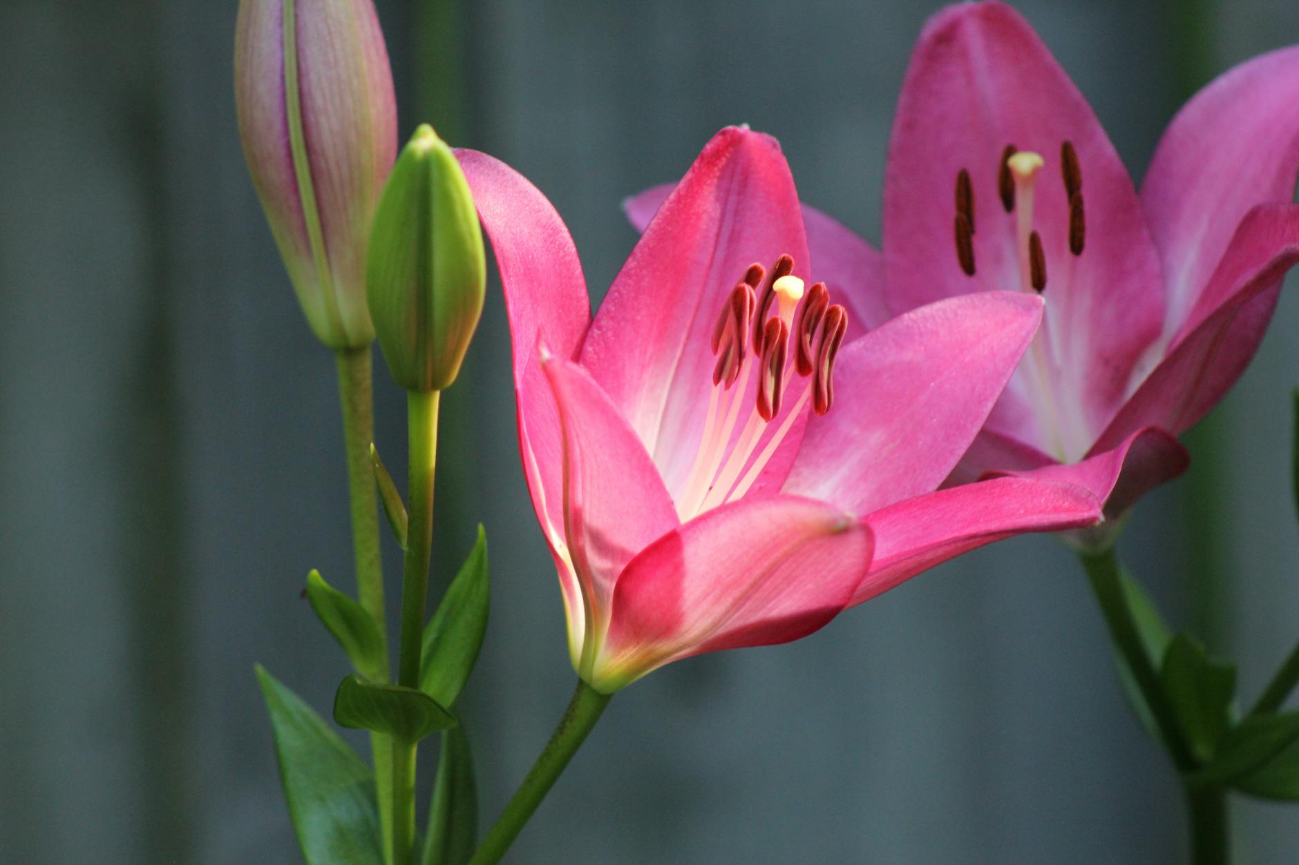 Should Lilly Investors Worry About Its Rival From Within