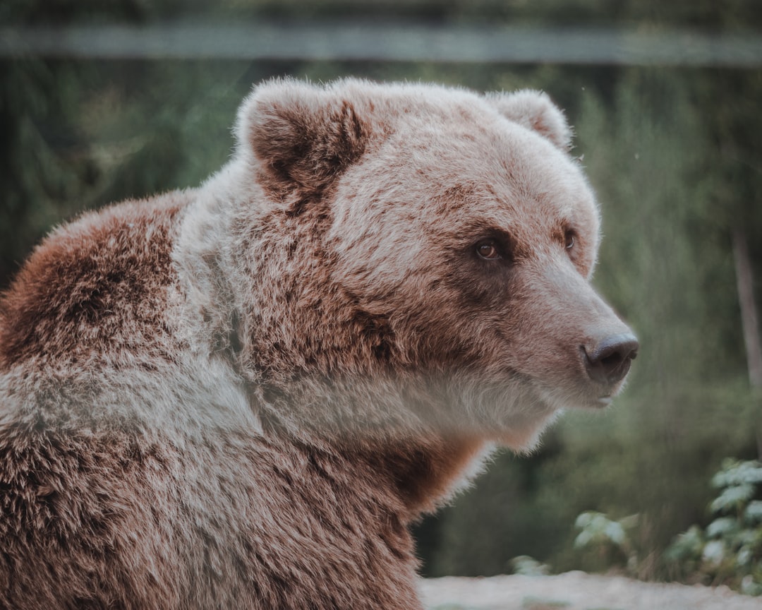 Software Bear Market: Should You Buy D-Wave Stock Now?