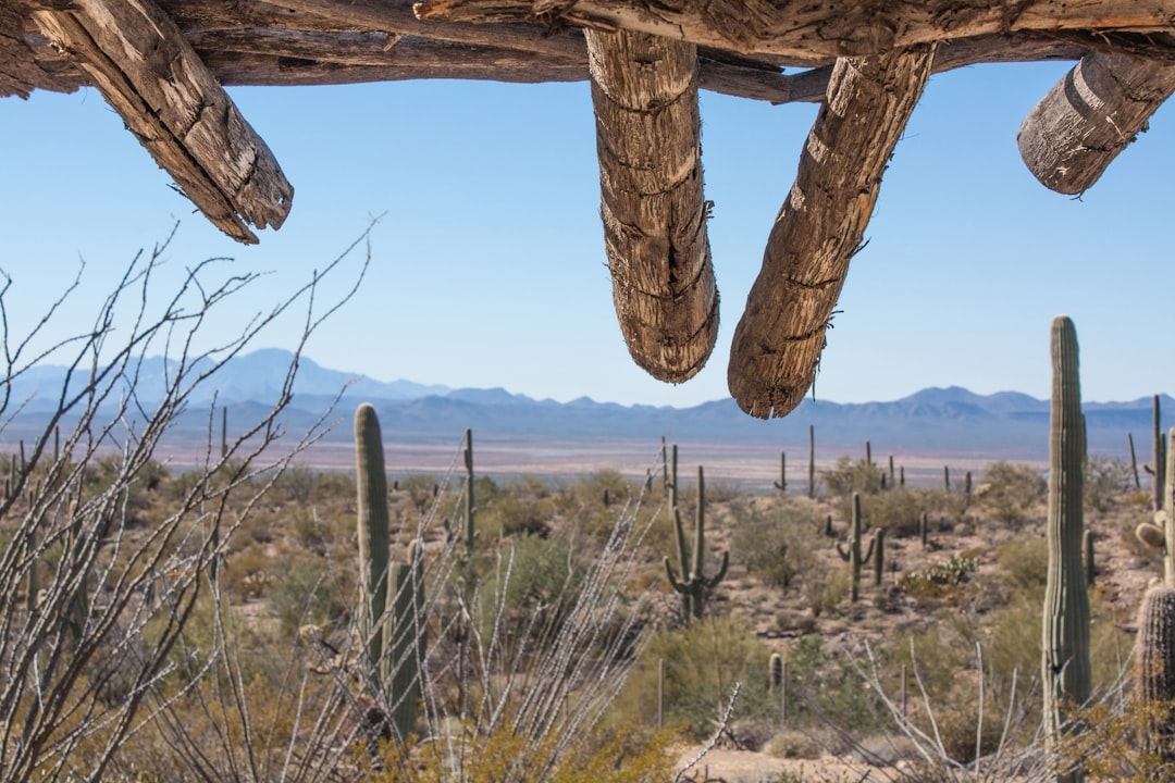 Southwest Price Prediction: What LUV Is Worth in 2026