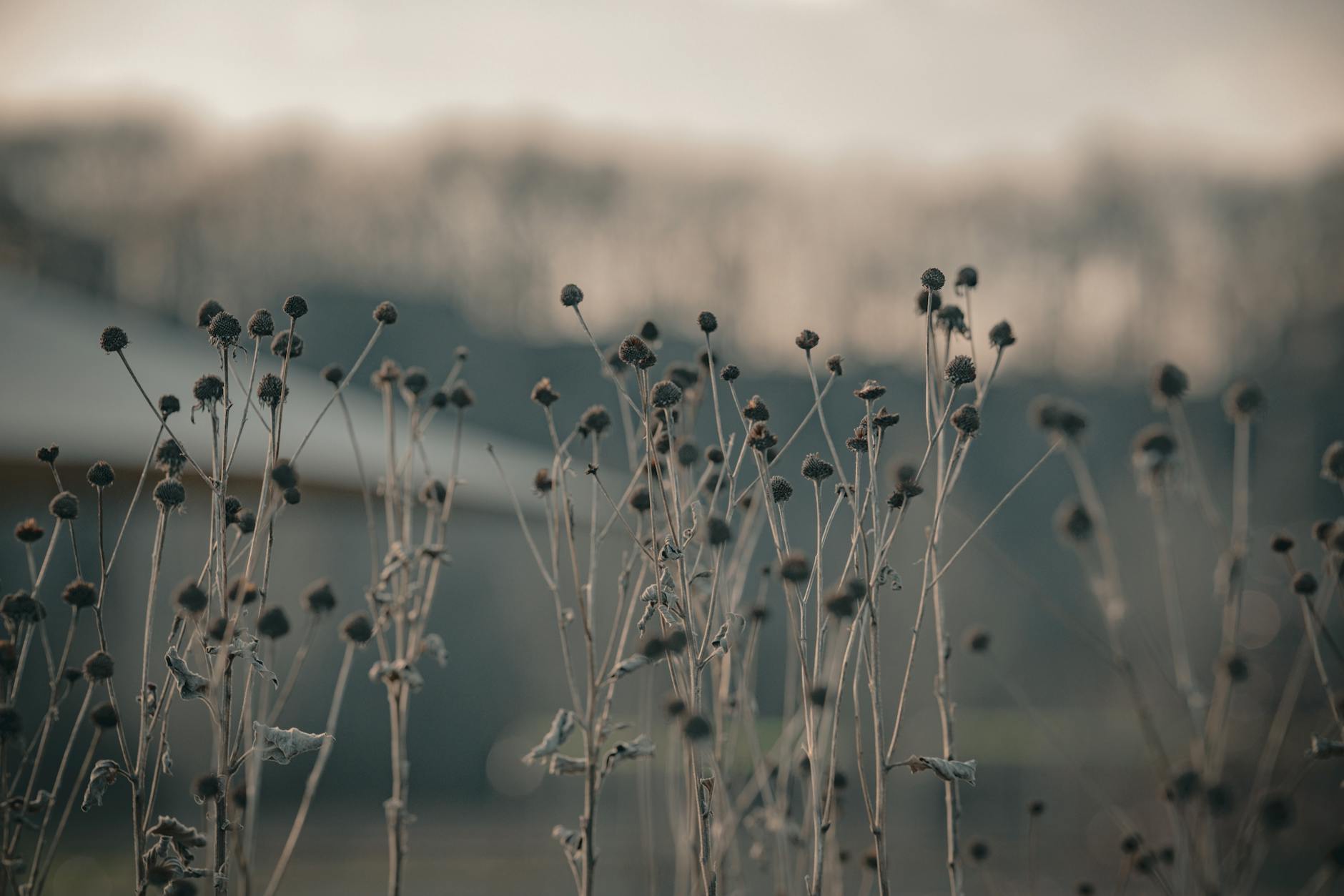 Stem (Stem) 2025 Earnings Outlook for Investors Worldwide