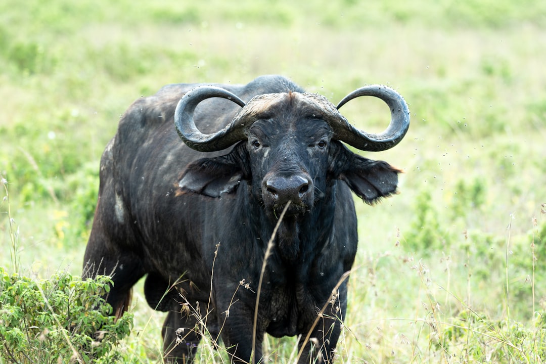 The Bull Case Bear Case for CoreWeave Stock Right Now