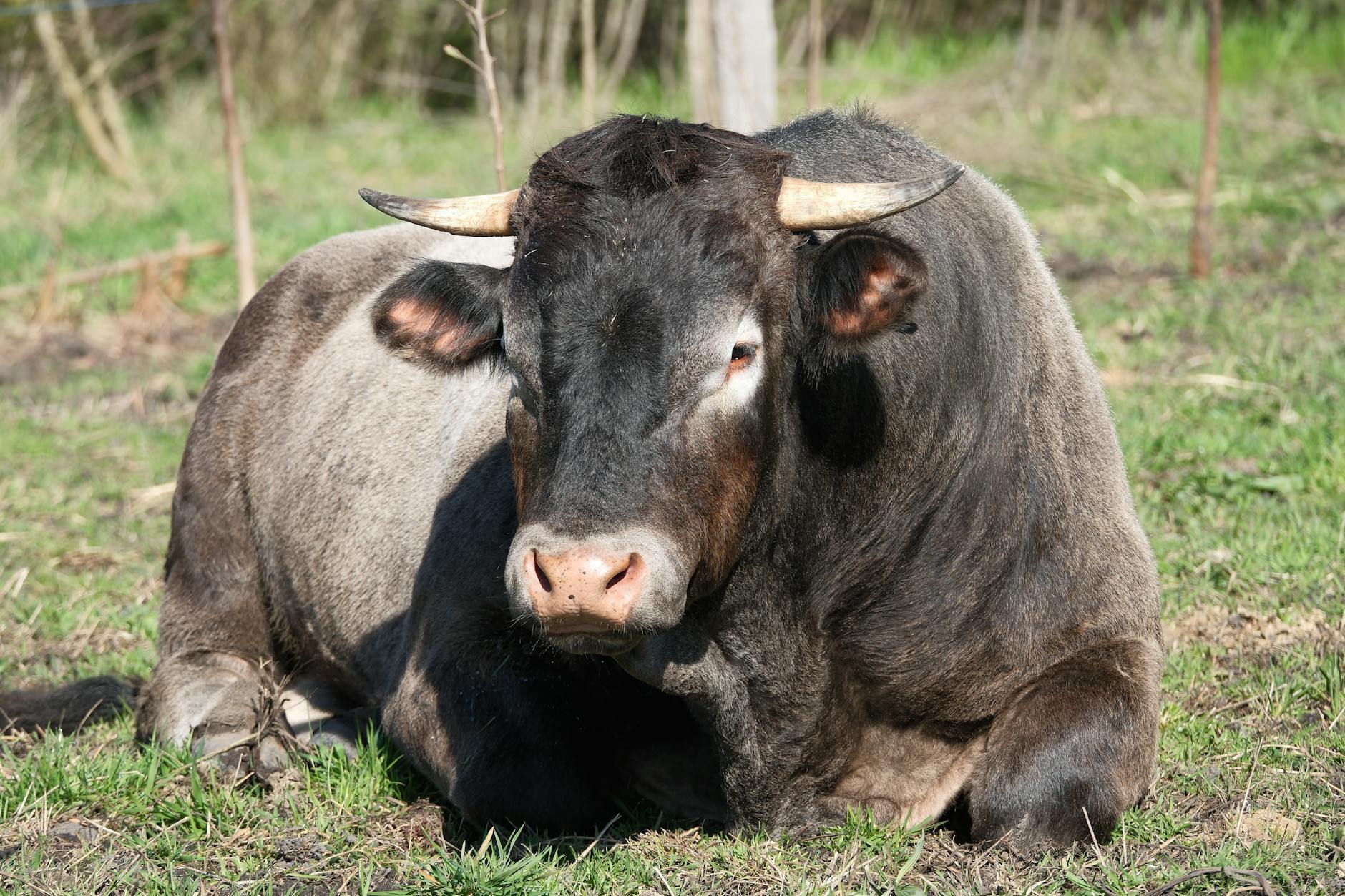 The Bull Case That Even Skeptics Should Read for XRP