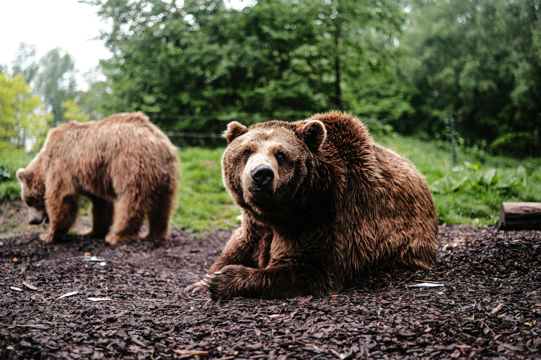This Bitcoin's Shallowest Bear: Is the Bottom Near?