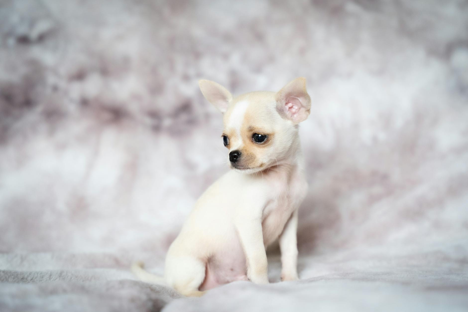 Tiny Puppy Left Bloodied: Financial Lessons for Pet Owners