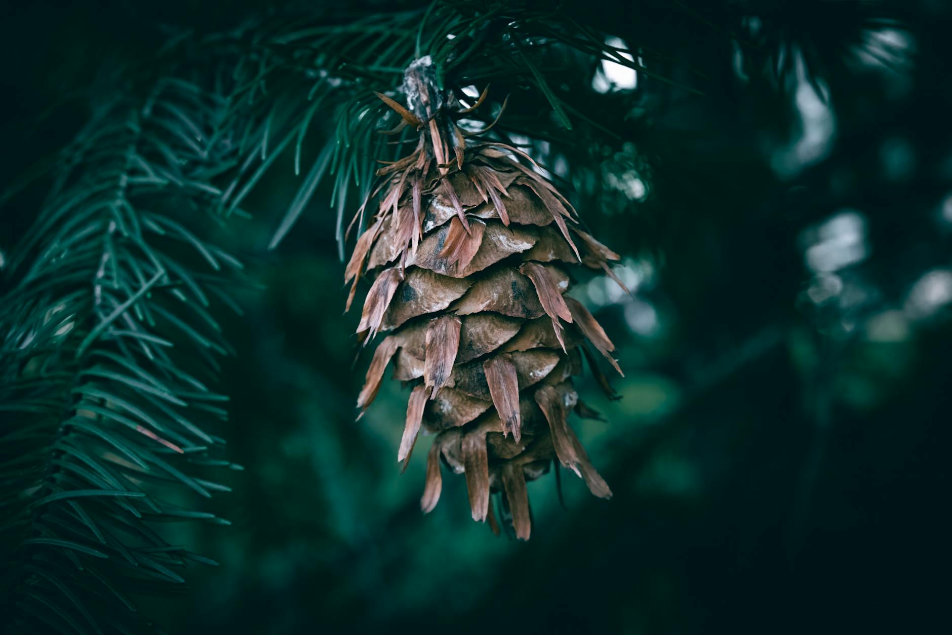 Transcript: Douglas Heather Boneparth Money Together