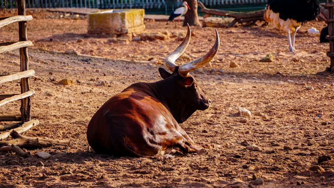 Trump Bull Market About: What History Says on U.S. Stocks