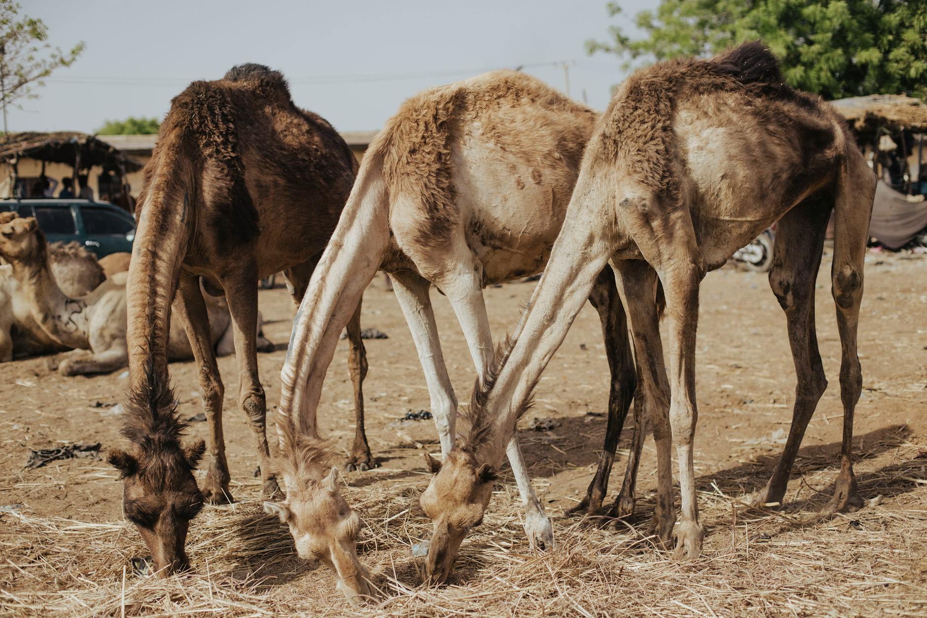 TTEC (TTEC) 2025 Earnings: Outlook, Risks & Strategy