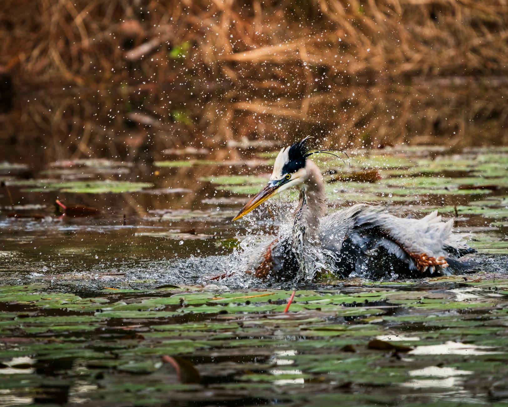 Unbelievably Cheap Stock-Split Stock to Buy Right Now