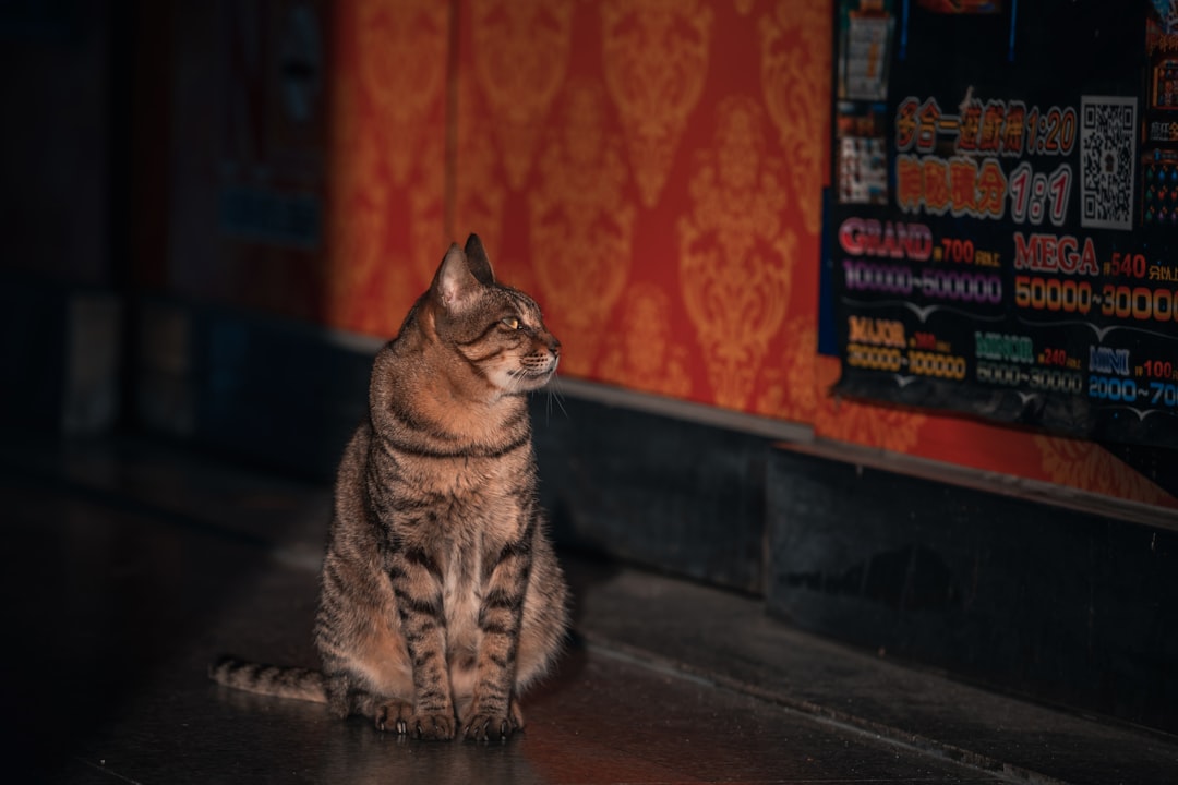 Viral Cat-Themed Meme Coin Surges 2,000% in One Week