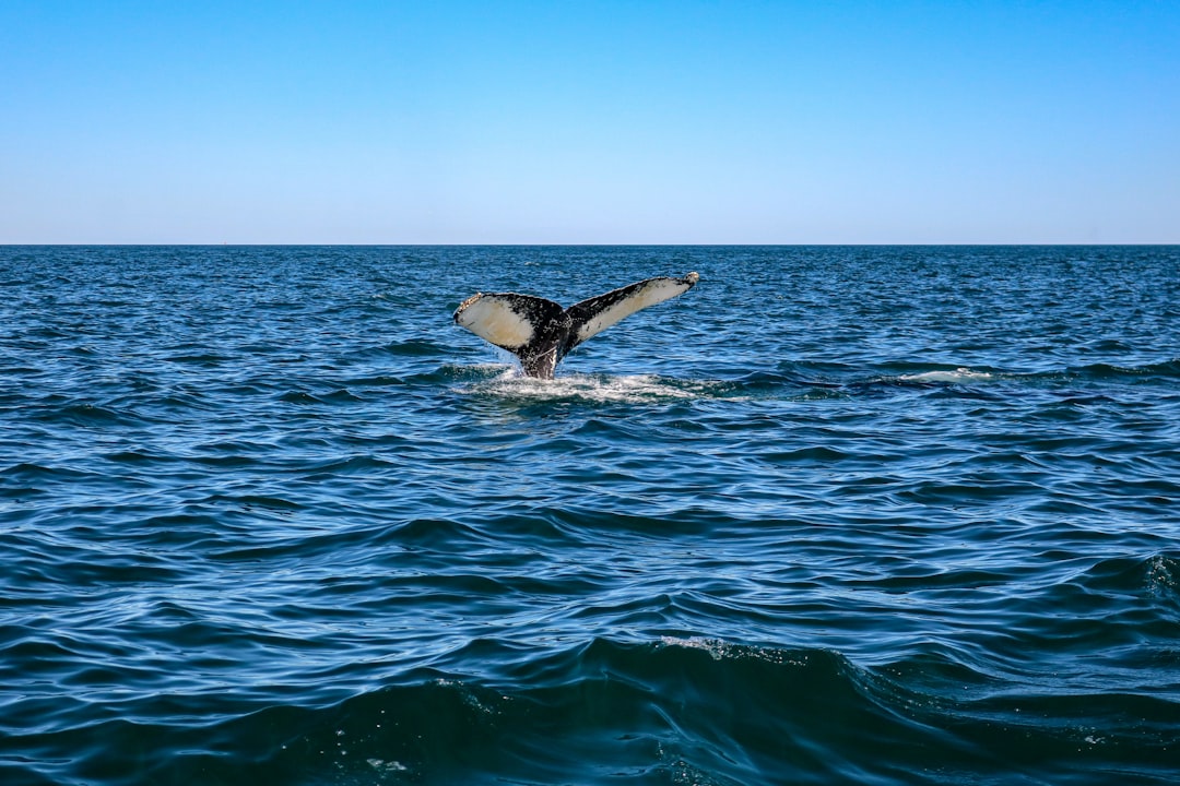 Viral Public Whale Liquidations Signal Trades on Hyperliquid