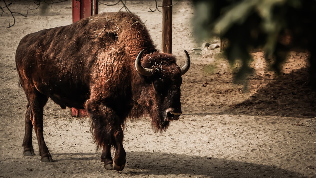 Webull (Bull) 2025 Earnings: What It Means for Investors