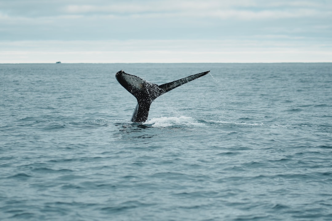 Whales Aren’t Selling: What Bitcoin’s CDD Signal Means