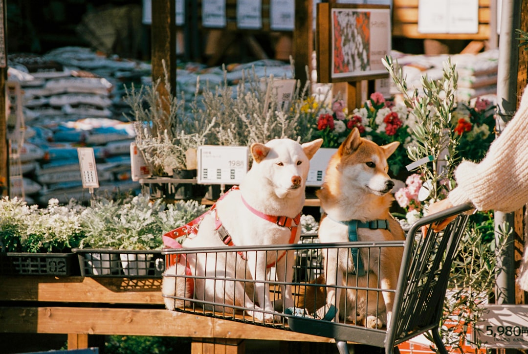 What Drove Shiba Inu's Double-Digit Move This Week?