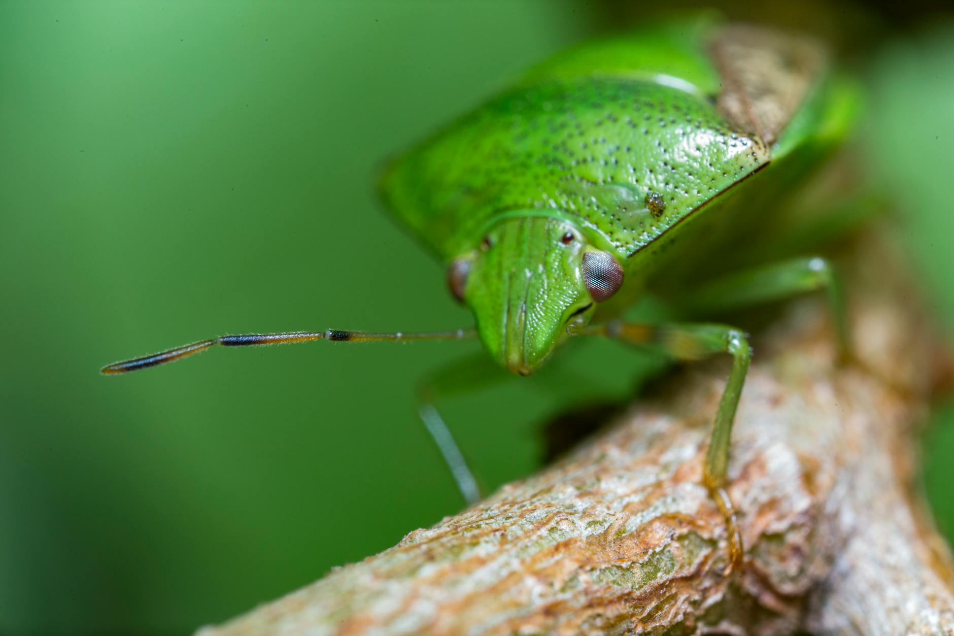 What Is the Achilles Shield and Lockheed Involvement in Depth