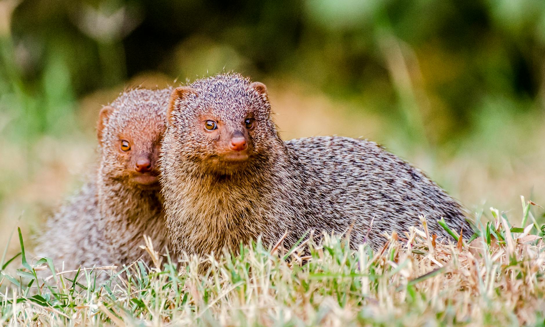 Which Animal Personality Pairings Work Best for Finances