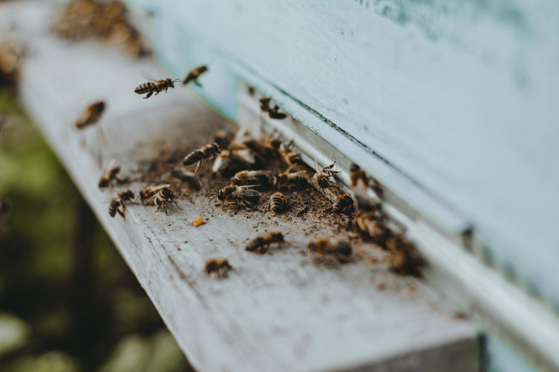 White House Swarmed Bees: Money Lessons for Crisis Planning