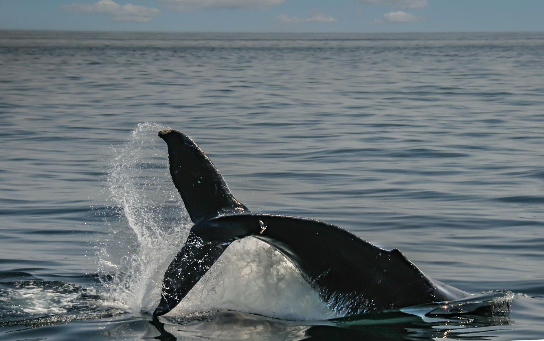 White Whale Week! Lighter: Saylor Buys BTC and Market Shakeup