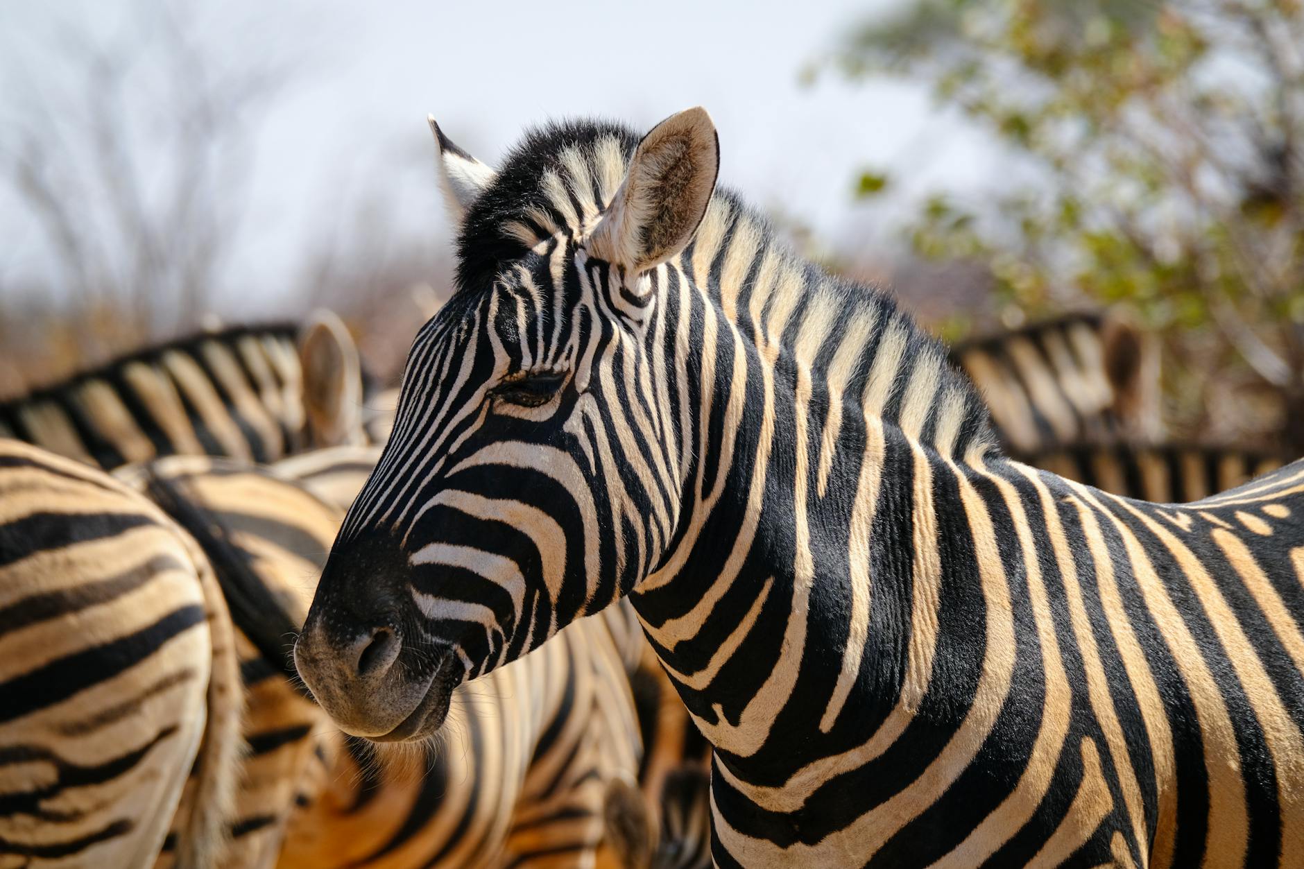 Why Zebra Technologies Stock Jumped: Key Drivers Today