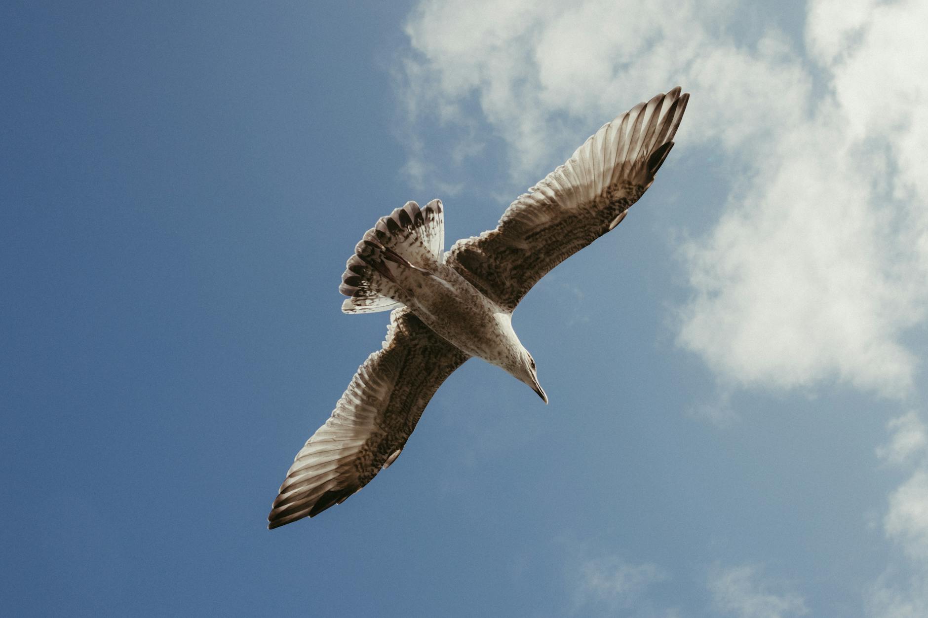Will Cerebras Soar After IPO? Lessons From History