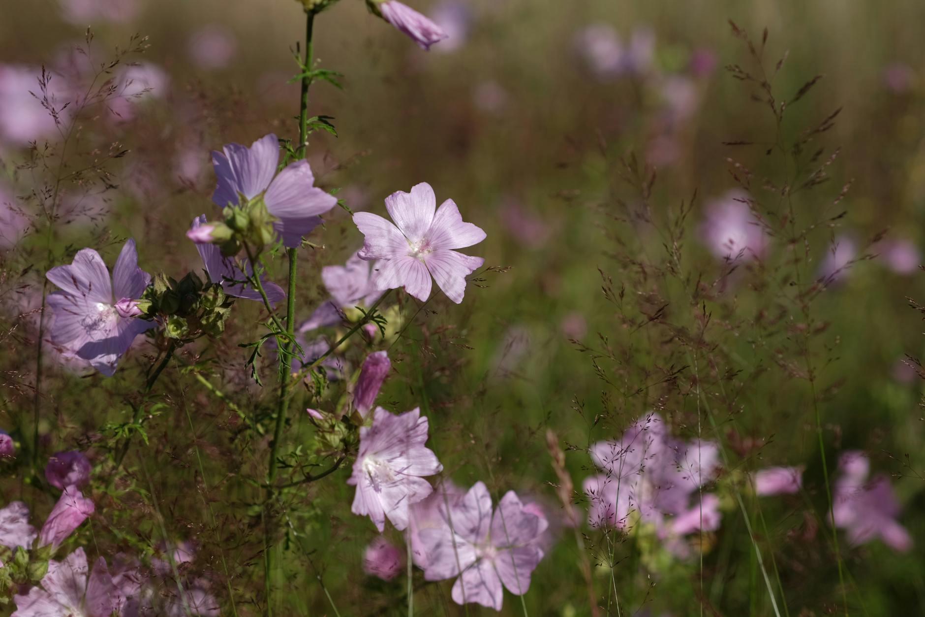 Will Lead Elon Musk to Christ? A Practical Finance Insight