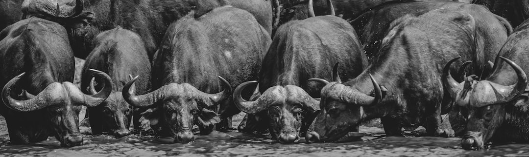 Will Trump Bull Market Continue or End Abruptly in 2026