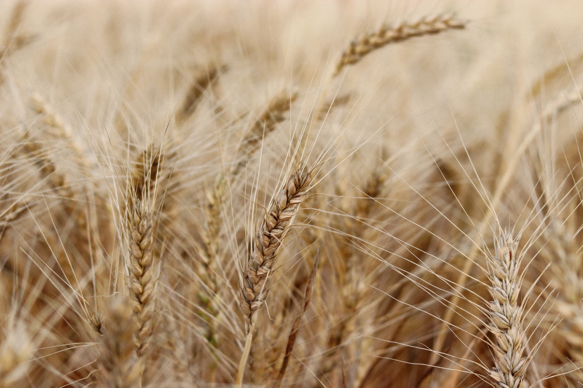 XDTE's Yield Sounds Great, but the Math Fails Today