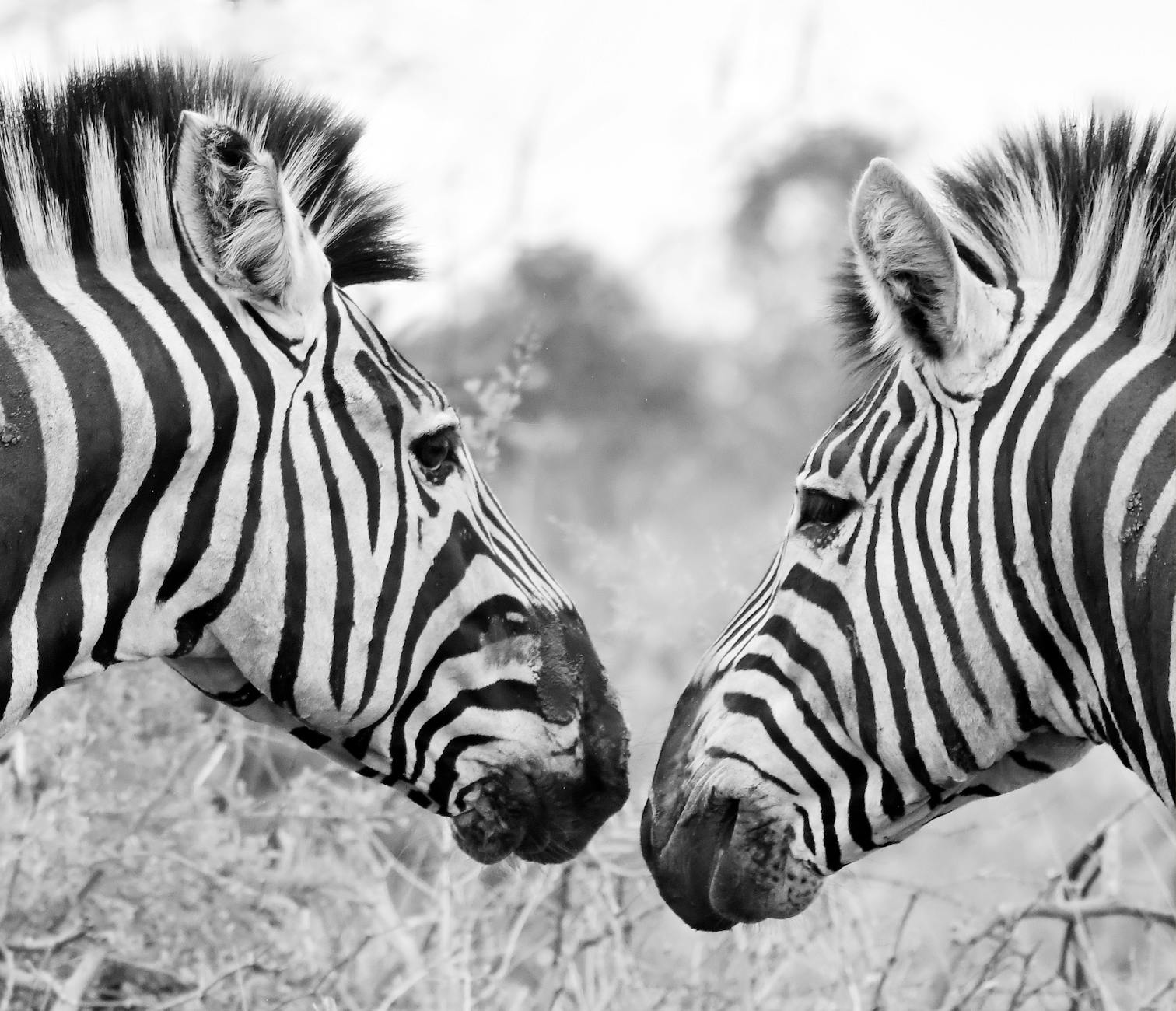 Zebra (ZBRA) 2026 Earnings Outlook: Q1 Review and Insights