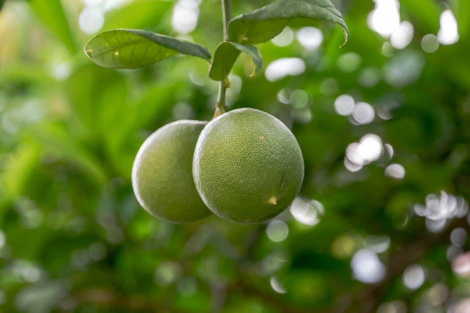 What Comes Next for Florida’s Citrus Belt
