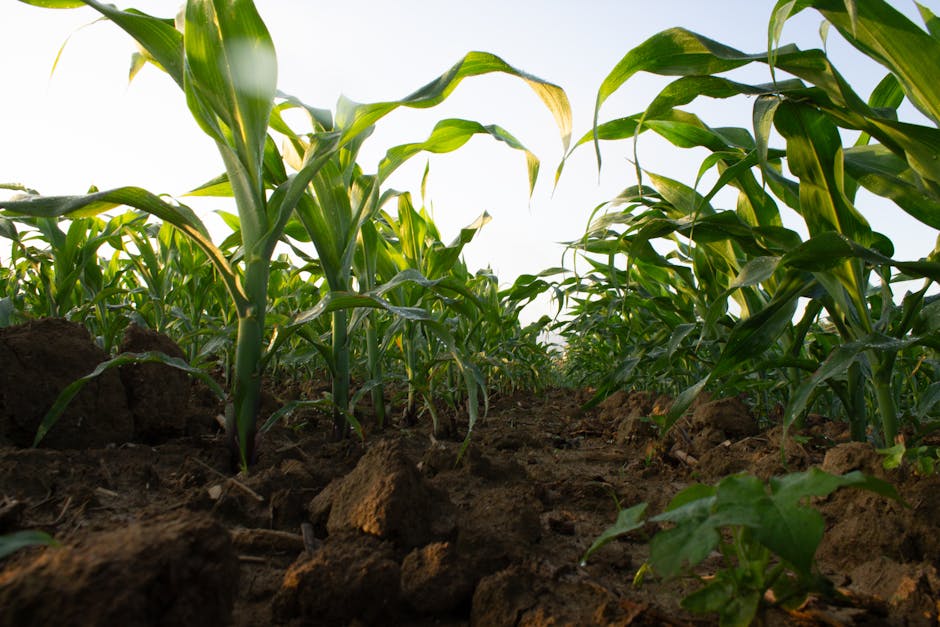 Context: Yara and the Global Fertilizer Landscape