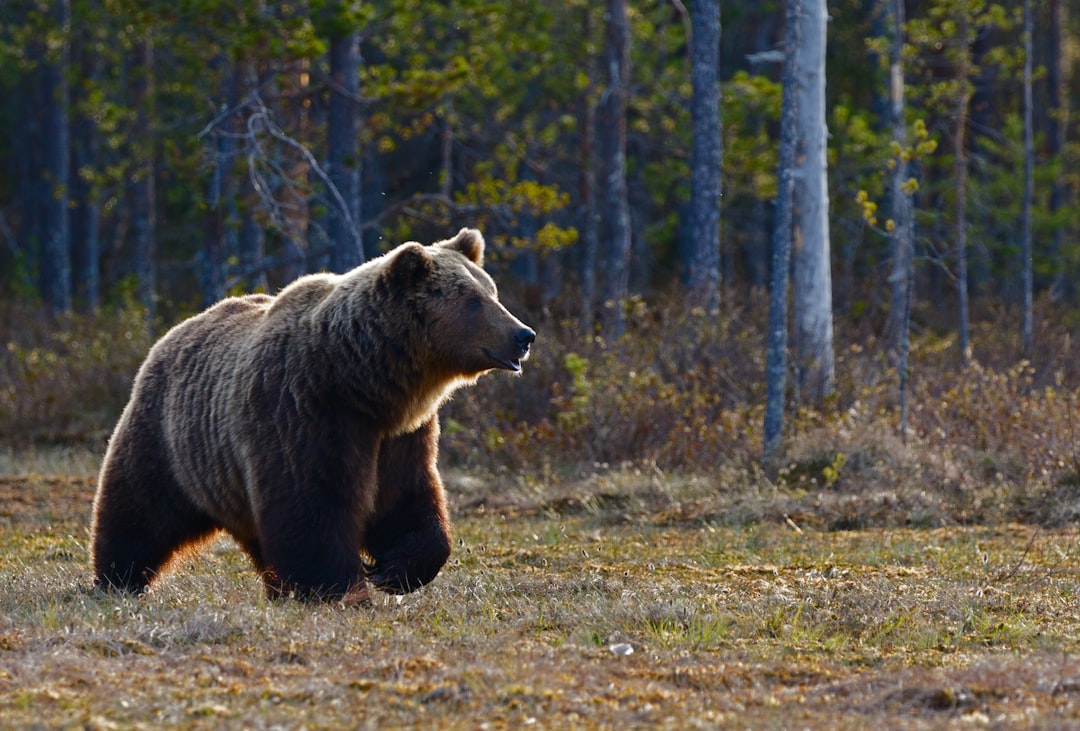 Bear Case and Risk Factors