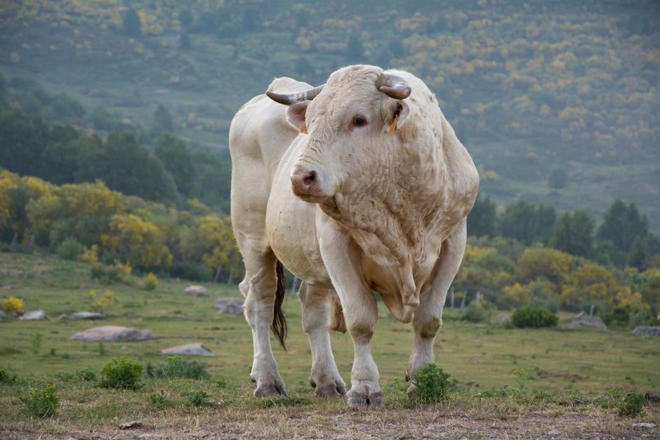 The Bull Case: Three Core Drivers