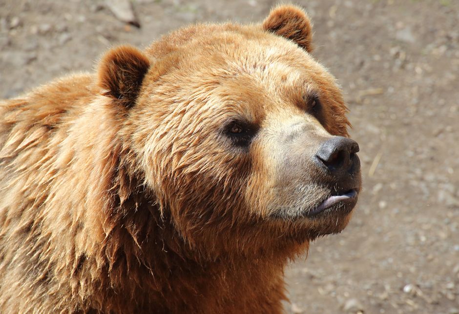 Bear Case: What Could Go Wrong