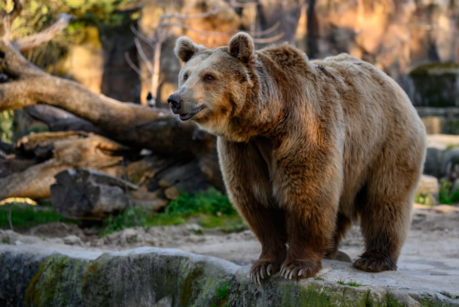 Bear Case and Sensitivities