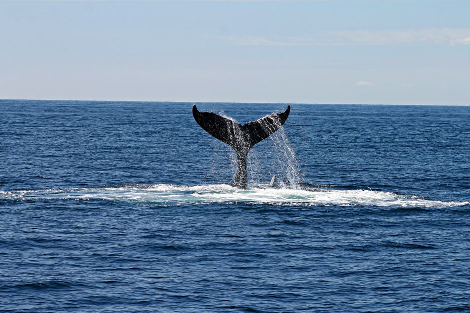 Whale Rock And The Counterweight Trade