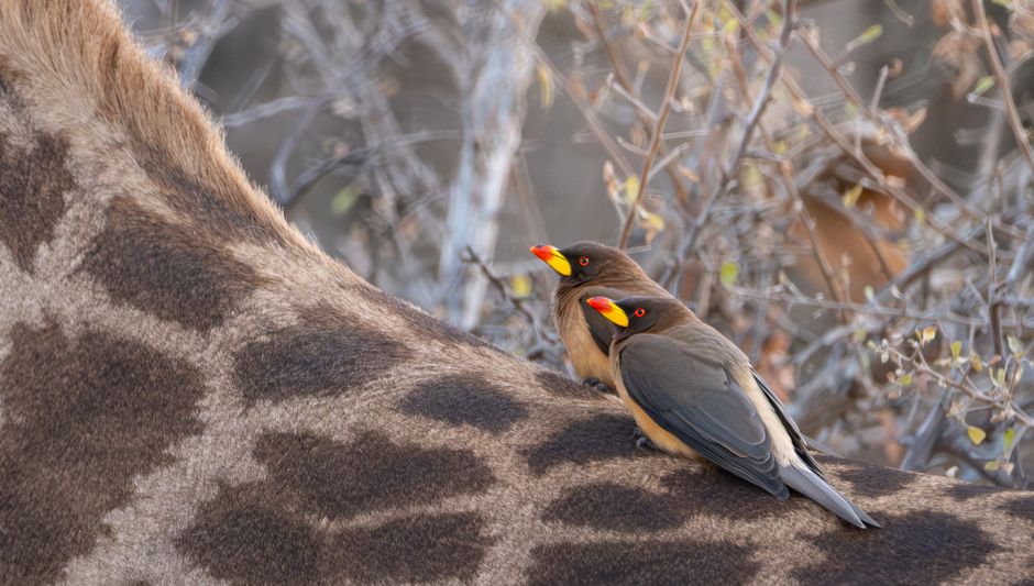 The Symbiotic Relationship: Why the Dynamics Matter