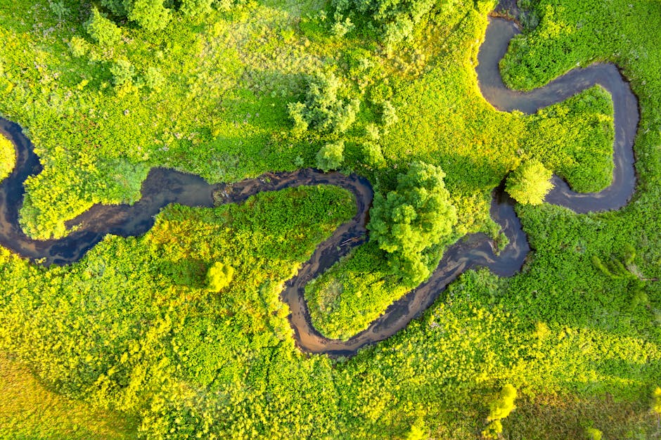Revenue Streams and Growth Drivers