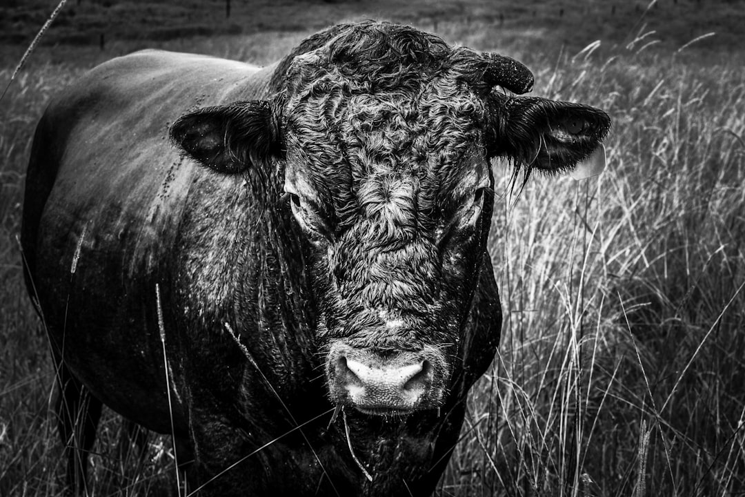 Why This Growth Is Happening: The Bull Case