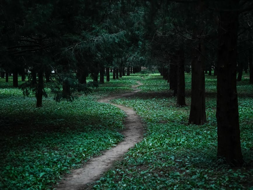 Why The Path Was So Volatile