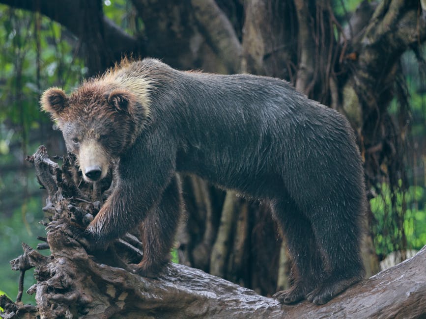 What Is Behind the Bearish Stance