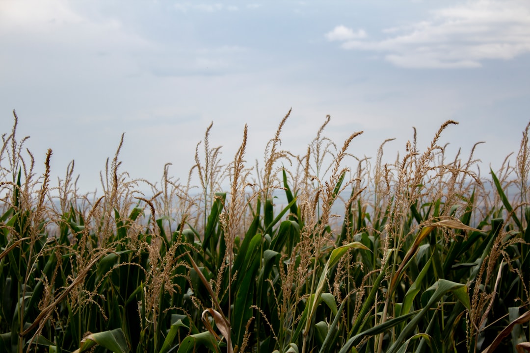Brazil’s Cane, Ethanol Shift Could Tighten Sugar Supplies