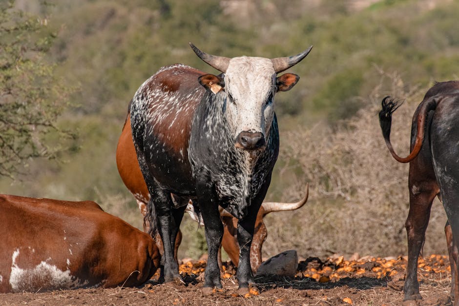 What The Bulls Are Watching