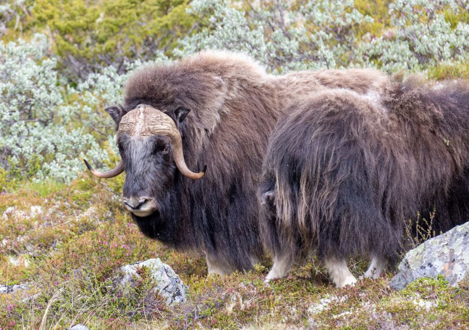 The bull case: why some see a rare opportunity