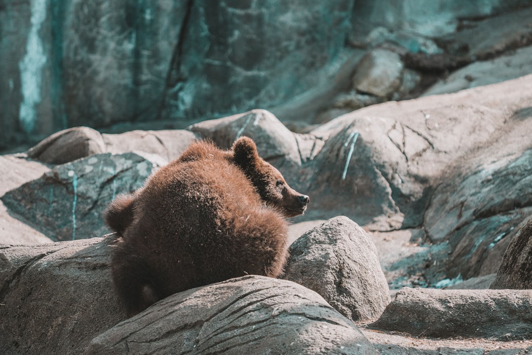 The bears’ view: cyclical risk and structural headwinds