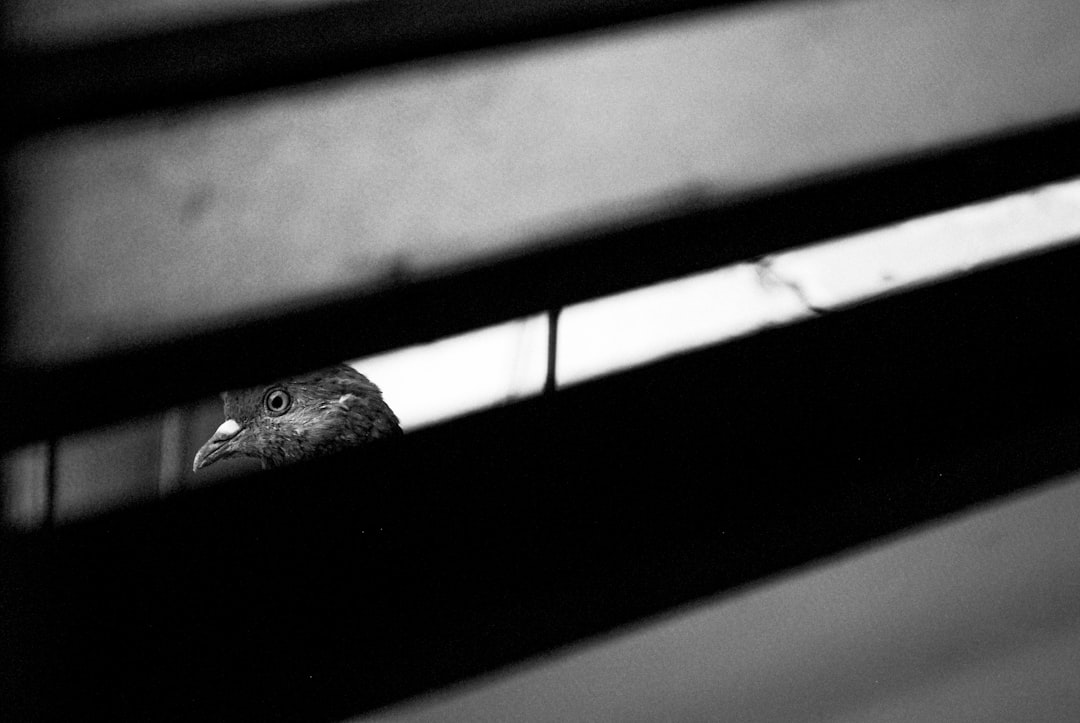 Investor Sentiment and the Gap Thesis